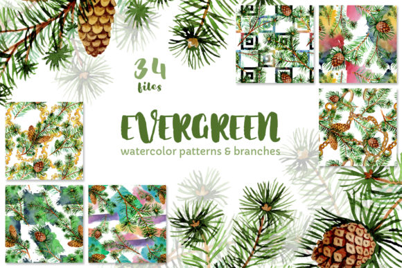 Download Evergreen with Buds Watercolor - Premium Resources