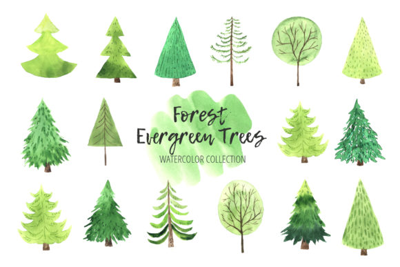 Download Watercolor Evergreen Trees Set - Evergreen Collection