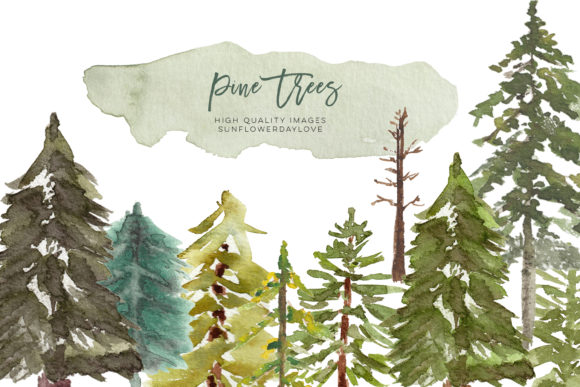 Download Watercolor Pine Tree Clipart, Evergreen - Evergreen Collection